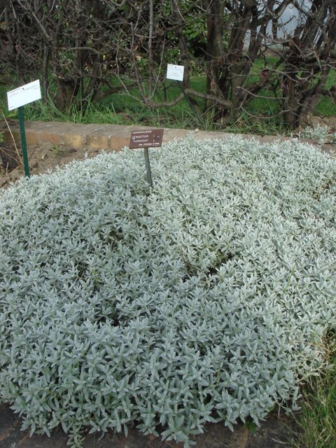 Cerastium tomentosum